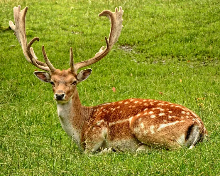 Gyvūnai.
