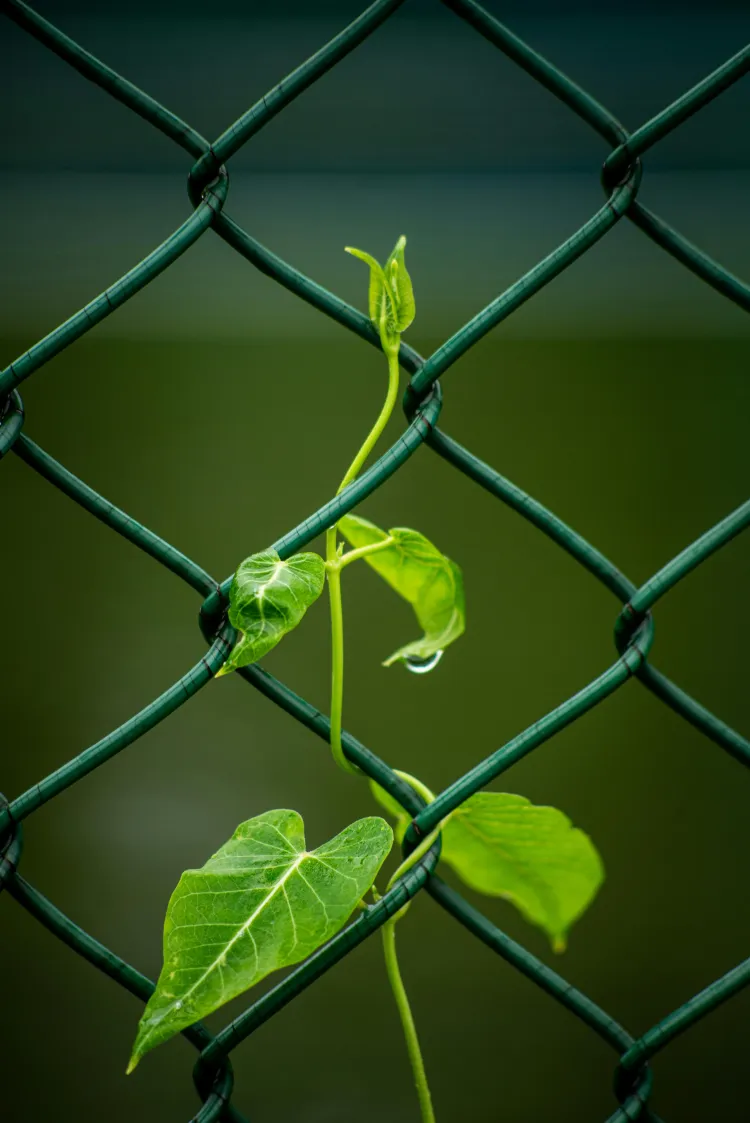  Fotosintezė ir kvėpavimas. 6 klasė.